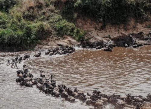 Maasai Mara