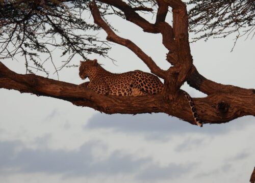 Tsavo East & West